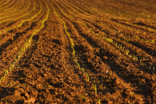 Vers omgeploegde veld met verse gewassen — Stockfoto