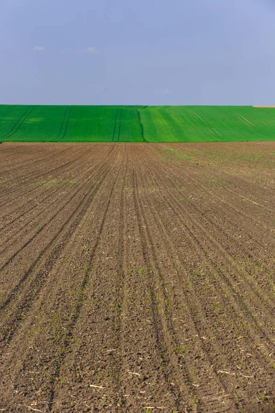 Ackerland mit frischem Getreide — Stockfoto
