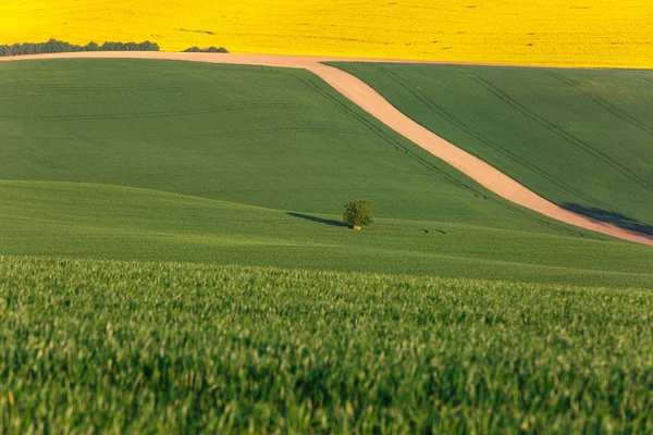 Ackerland mit frischem Getreide — Stockfoto