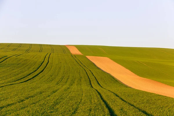 Terras agrícolas com culturas frescas — Fotografia de Stock