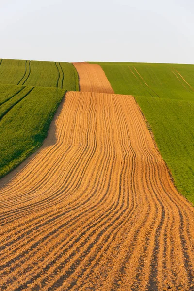 Agricultural land with fresh crops — Stock Photo, Image