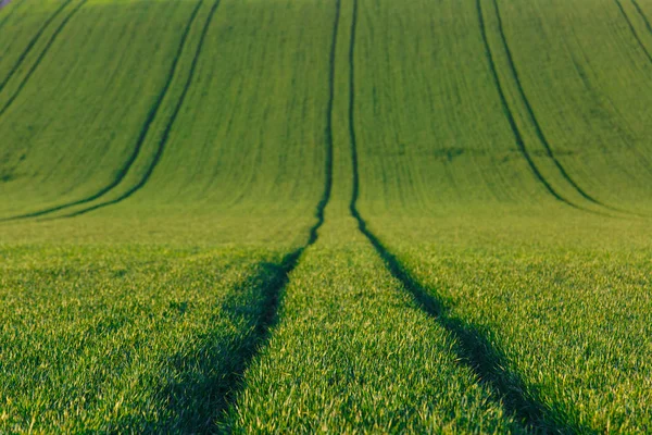 Ackerland mit frischem Getreide — Stockfoto