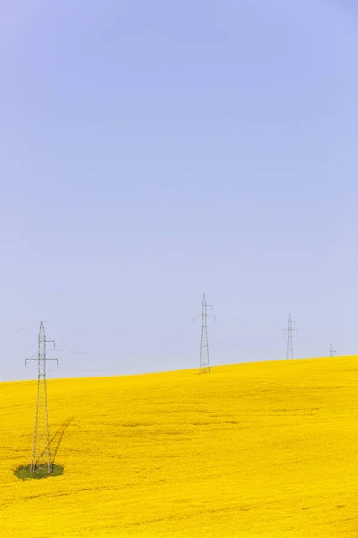 Eletricidade linhas elétricas sobre campos de sementes de colza coloridos — Fotografia de Stock