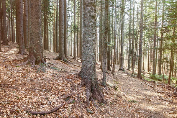 Husté lesy jehličnatého lesa v jasném světle — Stock fotografie