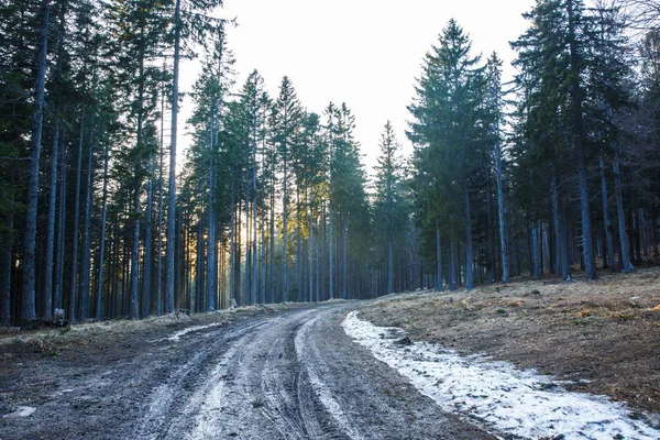 Boş orman çamur yolu yoğun orman yoluyla 