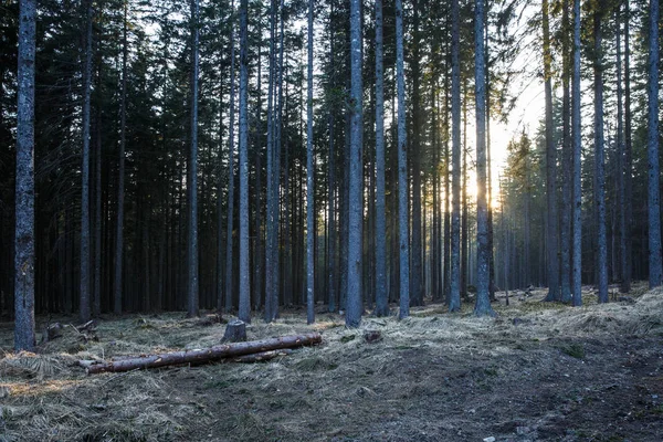 Tom skog lera vägen genom tät skog — Stockfoto