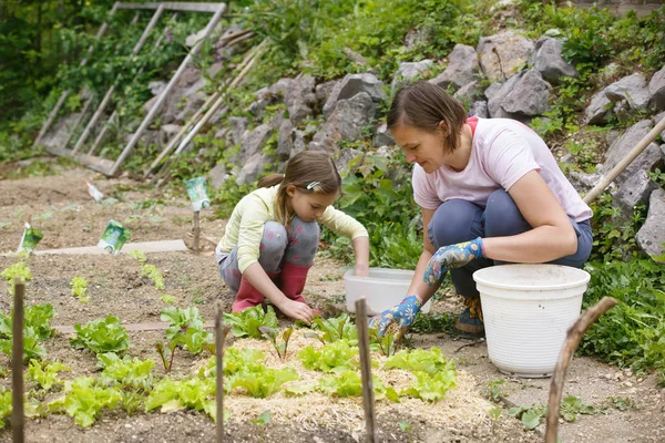 Mutter und Tochter arbeiten im Gemüsegarten — Stockfoto
