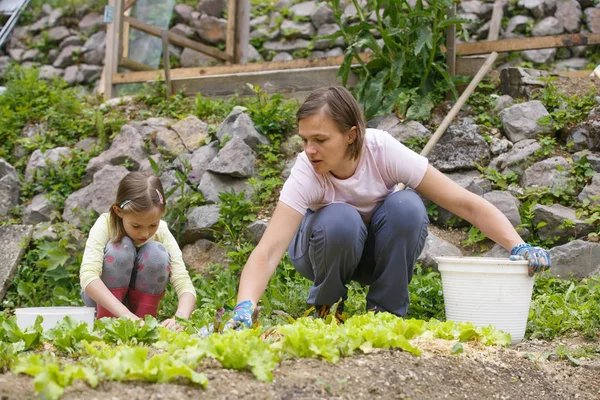 엄마와 딸 야채 정원에서 일하고 — 스톡 사진