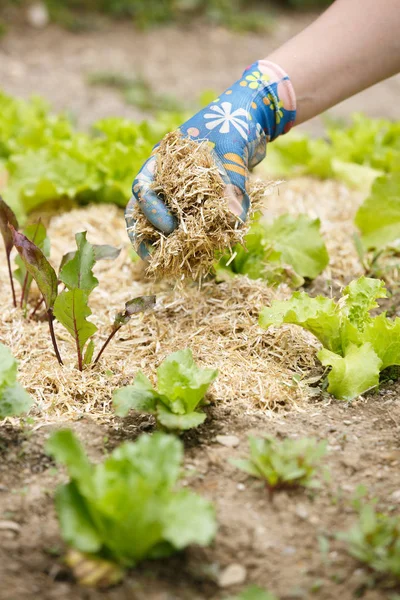 Jardinero extendiendo un mantillo de paja alrededor de las plantas — Foto de Stock