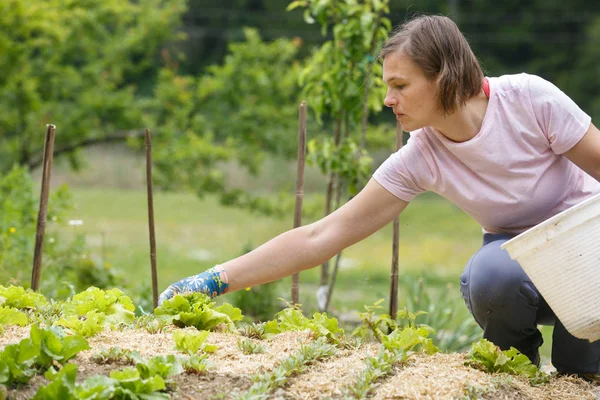 Donna giardiniere piantare insalata e pacciamatura — Foto Stock