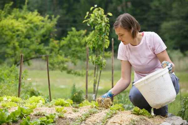 Mujer jardinero plantando ensalada y acolchado — Foto de Stock