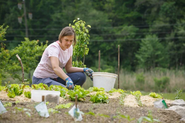 Mujer jardinero plantando ensalada y acolchado — Foto de Stock