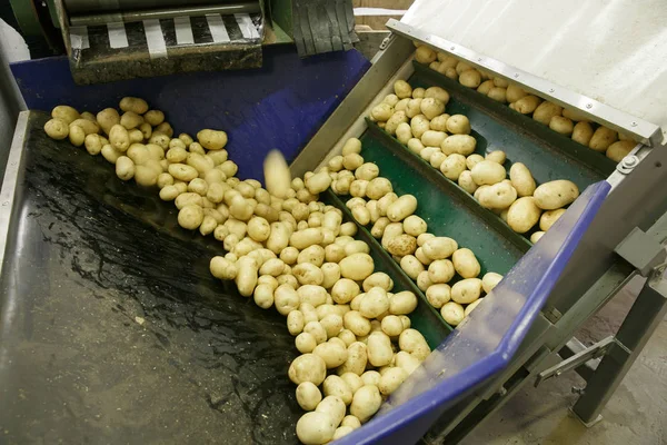 Svěží, vyčištěny a přebírala brambory na běžícím pásu — Stock fotografie