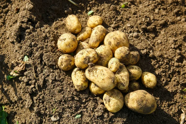 Bir alan taze patates kazdık yığını — Stok fotoğraf