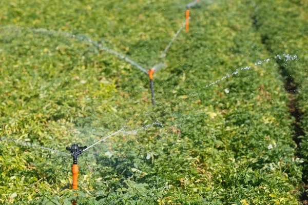 Sistema de irrigação no campo da batata industrial — Fotografia de Stock