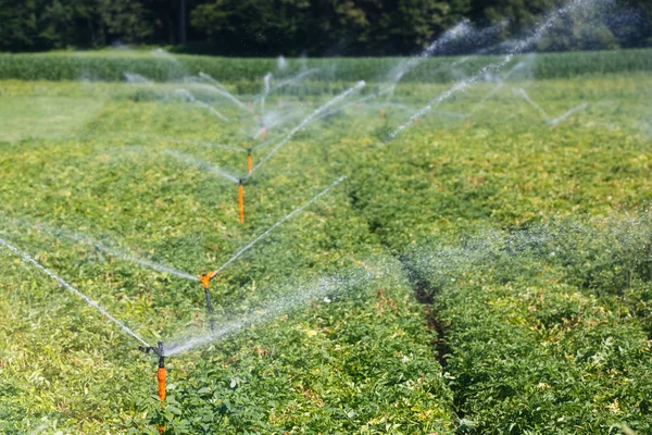 Vattningsutrustning system på industriella potatis fält — Stockfoto