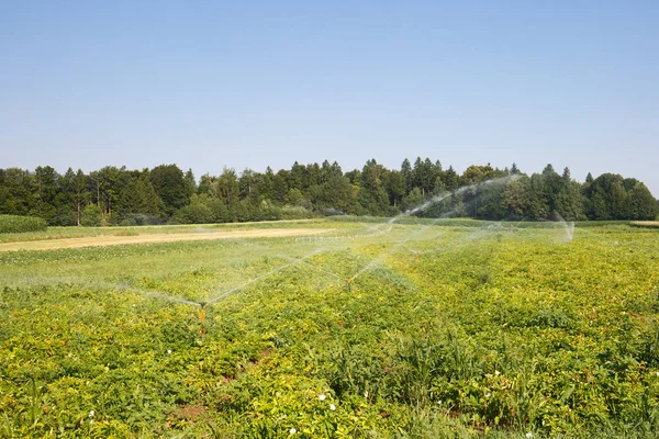 Système d'irrigation sur un vaste champ de pommes de terre — Photo