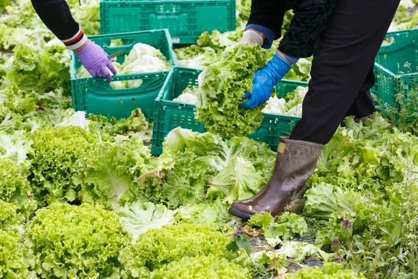 Grupo de trabajadores que cortan, recogen y envasan lechuga — Foto de Stock