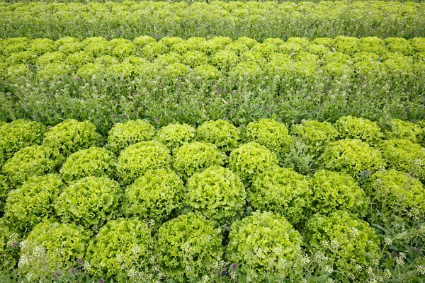 Campo con file di teste di lattuga coltivate — Foto Stock