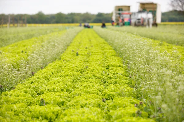 Grupp av arbetstagare skärning, plockning och packning sallad — Stockfoto