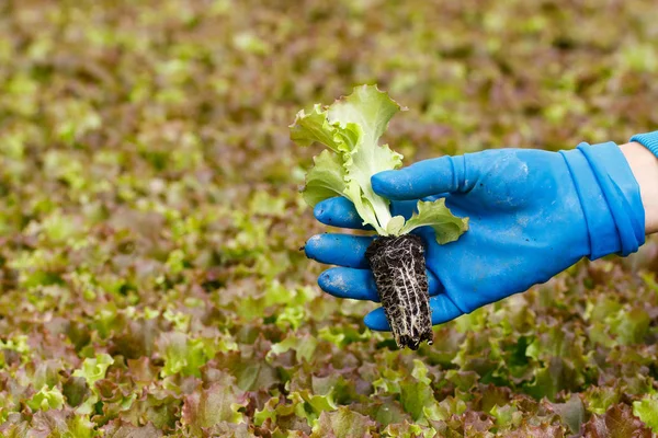 Plántulas de lechuga en jardineros mano para trasplante —  Fotos de Stock