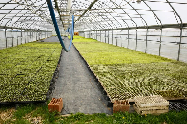 Automated greenhouse hall with young seedlings — Stock Photo, Image