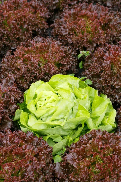 Primer plano de la colección de cabezas de lechuga —  Fotos de Stock