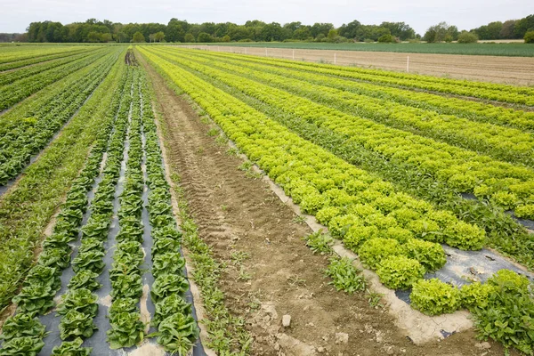 Field with rows of grown lettuce heads — Stock Photo, Image