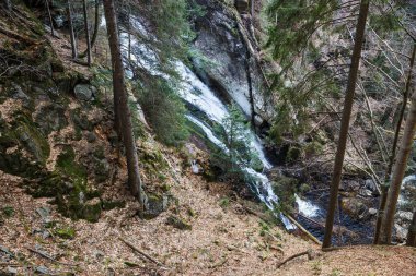 Yoğun ormanlık iğne yapraklı orman parlak ışık