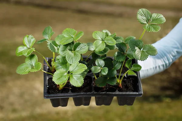 Junge Bio-Erdbeerpflanzen für den Garten vorbereitet. — Stockfoto