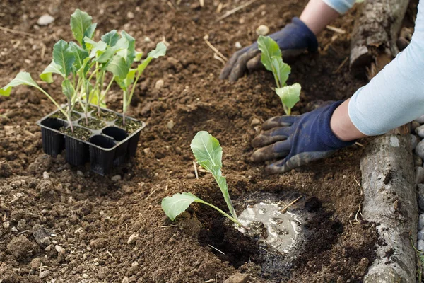 庭師は、新鮮な耕した庭のベッドにカリフラワーの苗を植えます. — ストック写真