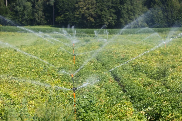 Sistema de irrigação em extenso campo de batata — Fotografia de Stock