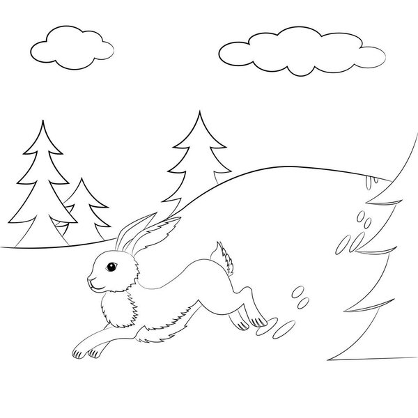 Очерченный заяц бегает по лесу
.