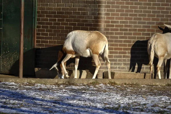 Kıvrık boynuzlu oriks erkek.