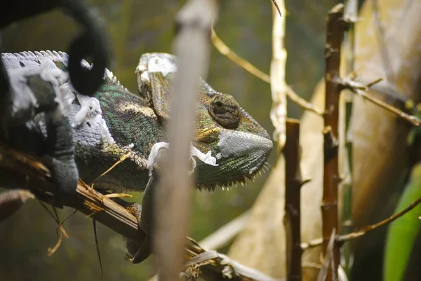 Örtülü bukalemun veya bayağı calyptratus