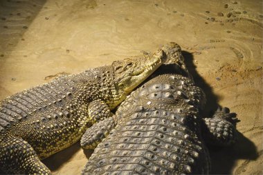 Nil timsah veya Crocodylus niloticus