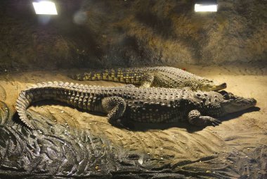 Nil timsah veya Crocodylus niloticus