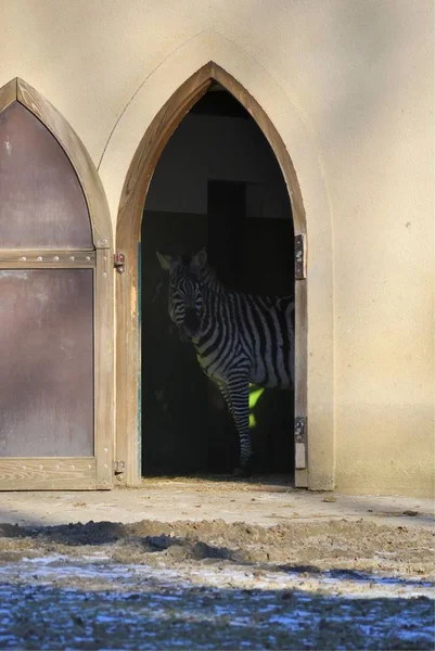 Grant'ın zebra veya Equus quagga boehmi