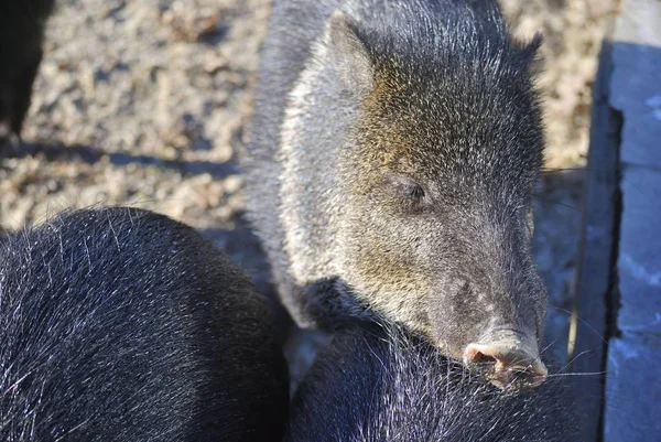 Collared peccary, lub tajacu pekari — Zdjęcie stockowe