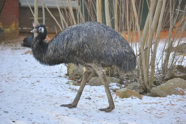 Emu veya Dromaius novaehollandiae — Stok fotoğraf