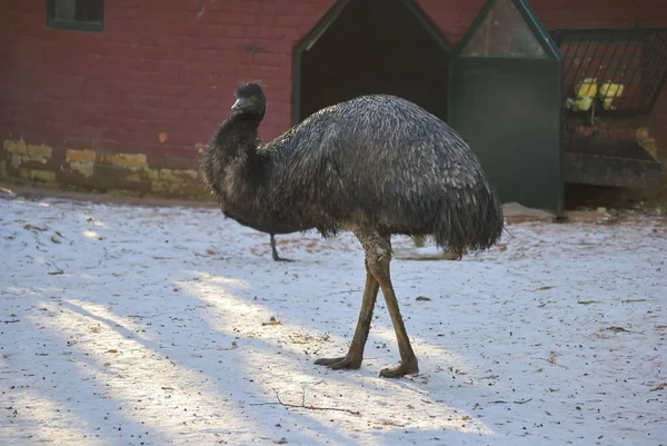 Emu veya Dromaius novaehollandiae — Stok fotoğraf