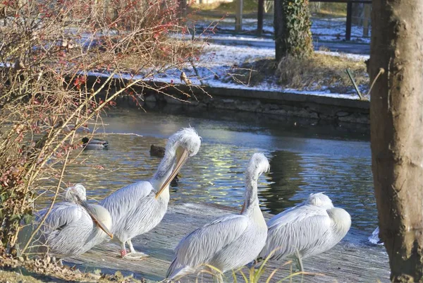 Dalmaçyalı pelisli veya Pelecanus Crispus