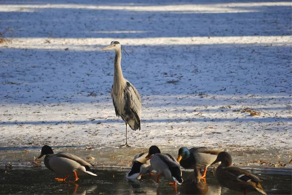 Sürü ördekler ve balıkçıl