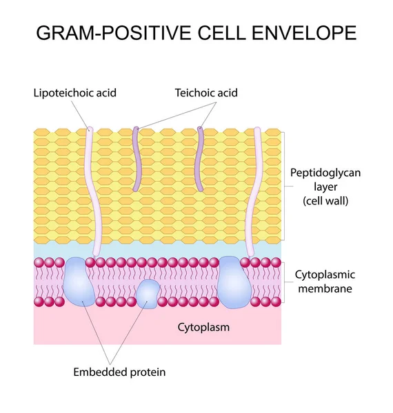 Gram-positive cell envelope — Stock Vector