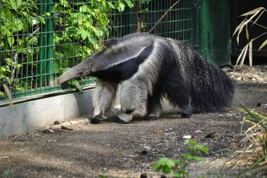 Giant anteater, or Myrmecophaga tridactyla clipart