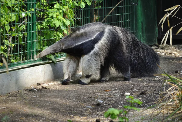 Dev karınca yiyen veya Myrmecophaga tridactyla
