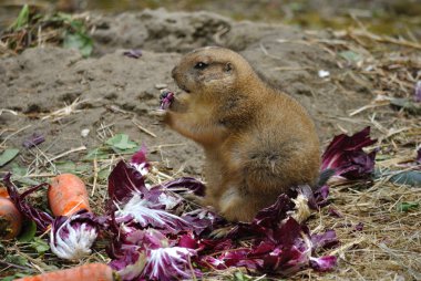 Black tailed prairie dog, or Cynomys ludovicianus clipart