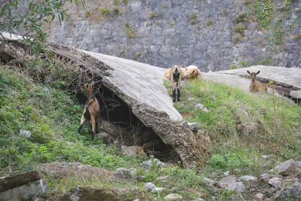 Várias Cabras Jovens Estão Pastando Entre Ruínas Fortaleza Austro Húngara — Fotografia de Stock