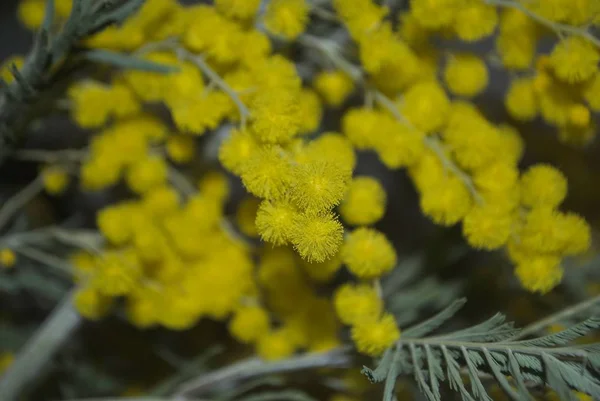 Taze sarı Mimoza'nın çiçek yakın çekim