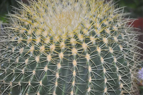 Uma Visão Detalhada Gigante Golden Barrel Cactus Echinocactus Grusonii — Fotografia de Stock